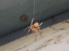 Araneus diadematus