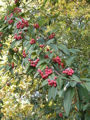 Cotoneaster × watereri