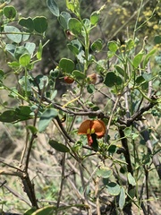 Colutea orientalis