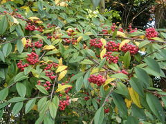 Cotoneaster × watereri