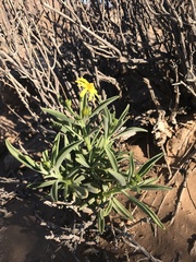 Osteospermum polycephalum