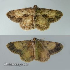 Psilalcis galsworthyi