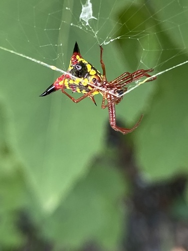 Micrathena sagittata image