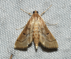 Herpetogramma theseusalis