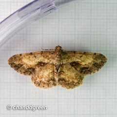 Psilalcis galsworthyi