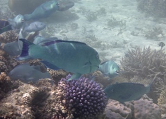 Chlorurus enneacanthus