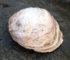 Semele rupicola