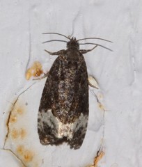 Apotomis capreana