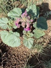 Proboscidea louisianica