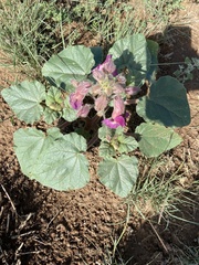 Proboscidea louisianica