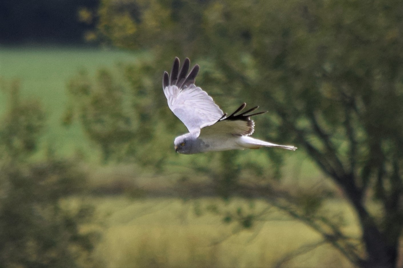 Circus cyaneus, Print, The hen harrier (Circus cyaneus) is a bird of prey.  The genus name Circus is derived from Ancient Greek kirkos, meaning  'circle', referring to a bird of prey named