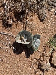 Asclepias nummularia