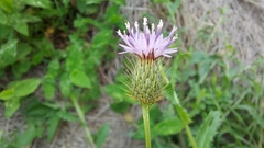 Tricholepis radicans