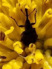 Haplorhynchites aeneus