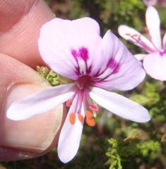 Pelargonium crispum