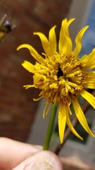 Haplorhynchites aeneus