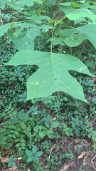 Liriodendron tulipifera