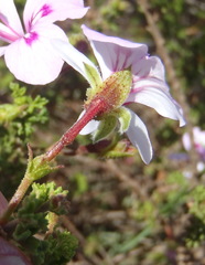 Pelargonium crispum
