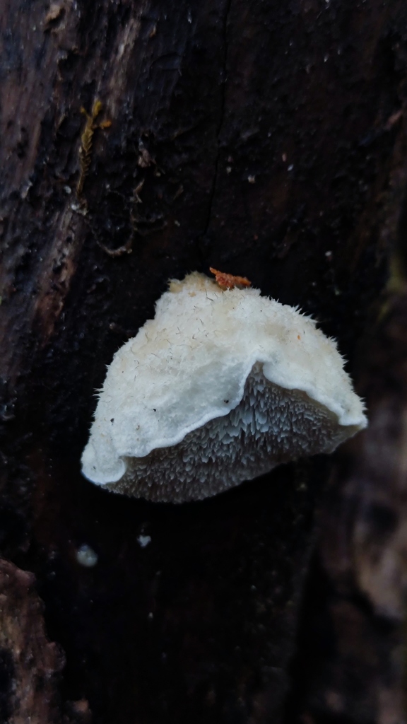 Blue Cheese Polypore from Chiloe, Los Lagos, Chile on June 15, 2021 at ...