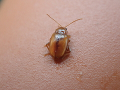 Neocrepidodera ferruginea