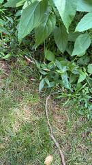 Persicaria longiseta