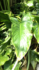 Zantedeschia aethiopica