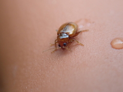 Neocrepidodera ferruginea