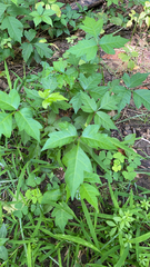 Toxicodendron radicans