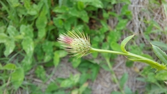 Tricholepis radicans