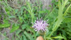 Tricholepis radicans