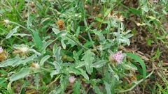 Tricholepis radicans