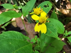 Greenmaniella resinosa