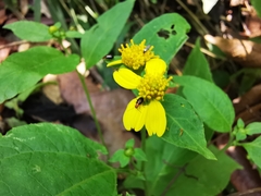 Greenmaniella resinosa