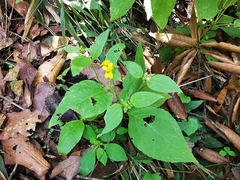 Greenmaniella resinosa