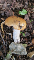 Russula