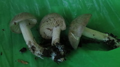 Agaricales