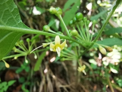 Witheringia mexicana