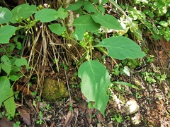 Witheringia mexicana