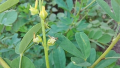 Crotalaria medicaginea