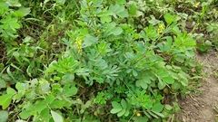Crotalaria medicaginea