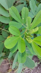 Crotalaria medicaginea