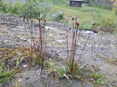 Juncus triglumis