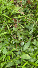 Persicaria longiseta