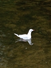 Chroicocephalus ridibundus