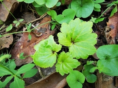 Begonia uniflora