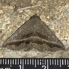 Lesmone griseipennis