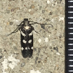 Filatima arizonella