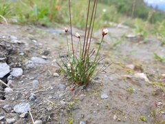 Juncus triglumis