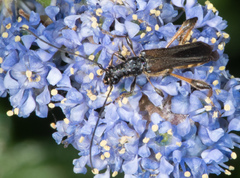 Callimoxys fuscipennis