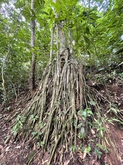 Socratea exorrhiza